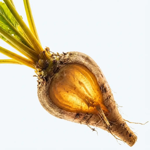 Inulin (chicory)